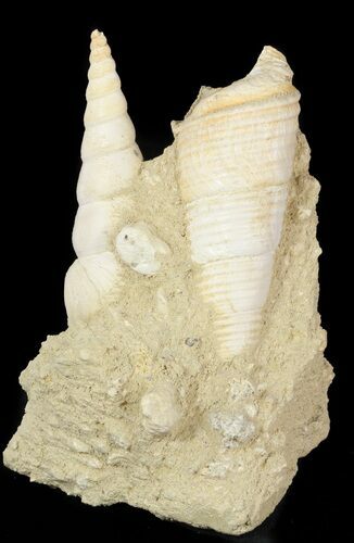Beautiful Fossil Turritella Cluster - France #47962